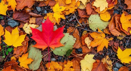 Obraz premium Vibrant autumn leaves carpet the ground in a rich tapestry of fall colors, inviting cozy seasonal vibes.