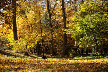 Pałac, Park, Mała Wieś, Poland, mazowieckie , jesień, kolory