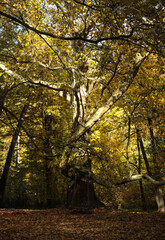 Pałac, Park, Mała Wieś, Poland, mazowieckie , jesień, kolory