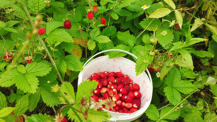 Red wild strawberry berries in their natural environment.