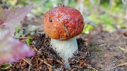 Edible porcini mushrooms grow in the forest.