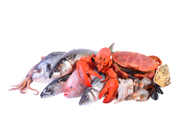 Fresh seafood isolated