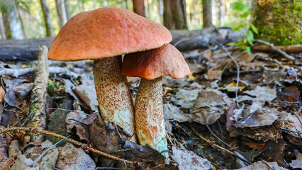 Edible porcini mushrooms grow in the forest.