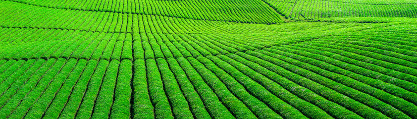 Beautiful green tea plantation on rolling hills in the countryside