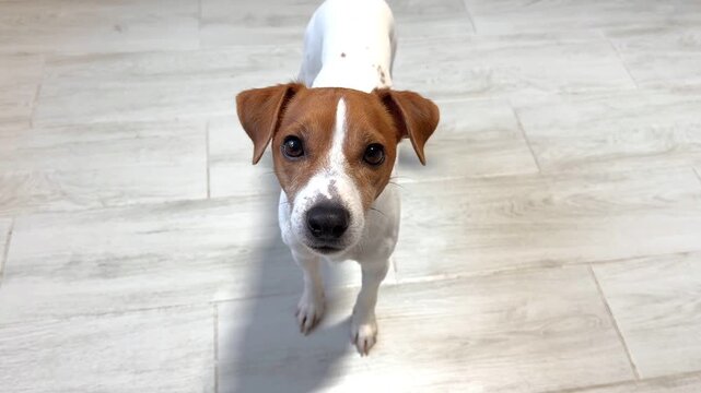 Happy Jack Russell Terrier dog begs for a treat from the owner of the house. High quality FullHD footage
