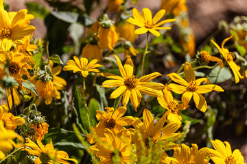 Flowers on the autumnal street market