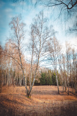 Scenic birch trees in autumn field under blue sky. Warm sunlight highlights dry grass and forest background, creating a calm natural landscape