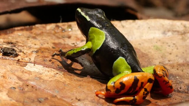 Endangered Mantella baroni, endemic to Madagascar, sitting on a brown leaf 2