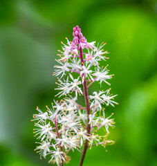 Macro of a tiarella flower blossom