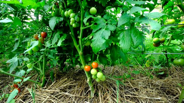Bunch or red and green cherry tomatoes hanging from vine and moving camera away revealing more plants with unripe fruits growing next to trellis in organic garden