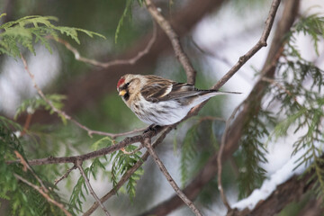 A male redpoll sits on a thuja branch in winter.