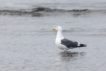 Seagull are sitting on a large stone close up