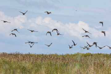 A large flock of birds flies on a lake with reeds