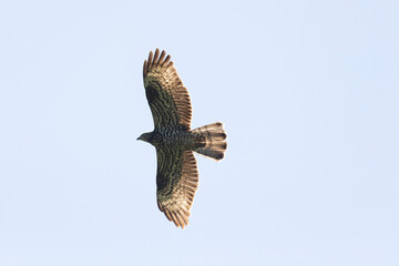A European honey buzzard in flight against a blue sky