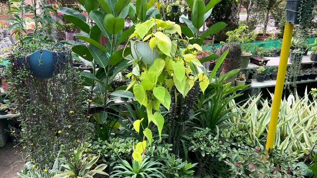 Lime Green Philodendron Brasil Hanging Basket