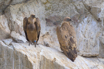 Buitres leonados en su buitrera en la Sierra de Guadarrama