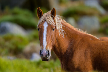 Caballos salvajes en la Sierra de Guadarrama