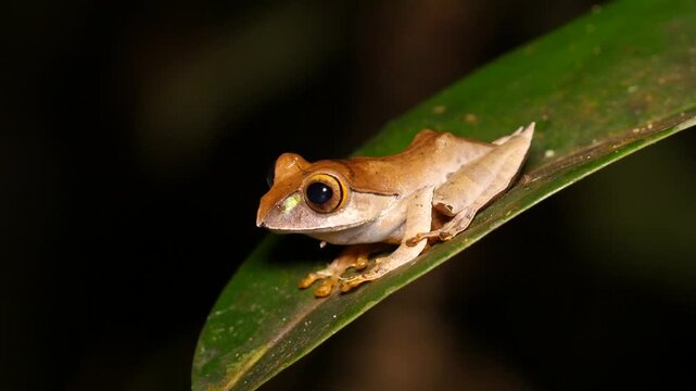 Tree frog, endemic to Madagascar, on a leaf at night 1