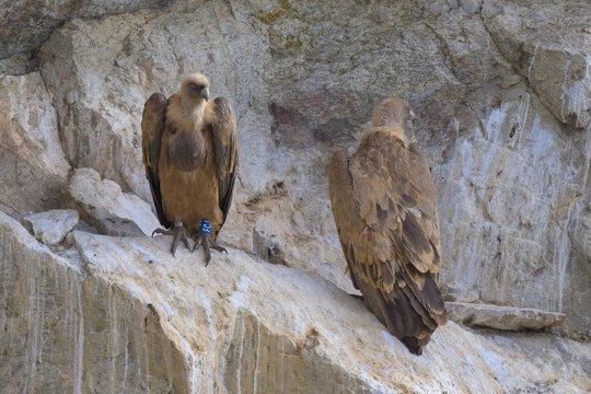 Buitres leonados en su buitrera en la Sierra de Guadarrama