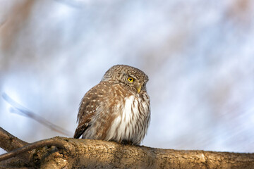 Eurasian pygmy owl sitting on a tree branch in spring day