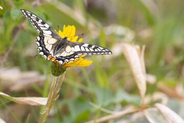 Papilio machaon butterfly sits on green leaves