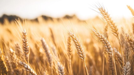 Fototapeta premium august. Golden wheat field swaying in gentle breeze under warm August sunlight. travel magazines, destination branding, designed for outdoor magazines and nature guides, used by product managers.
