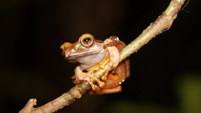 Tree frog Boophis burgeri on a branch at night 5