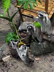Raccoons stand on their hind legs, raising their front legs up.