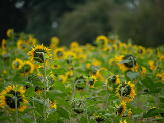 Field of Sunflowers Turning Away Showing Backs of Heads in Cloudy Late Summer Day
