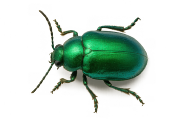 Green iridescent beetle showcasing shiny metallic exoskeleton and intricate insect anatomy on transparent background