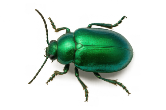Green iridescent beetle showcasing shiny metallic exoskeleton and intricate insect anatomy on transparent background