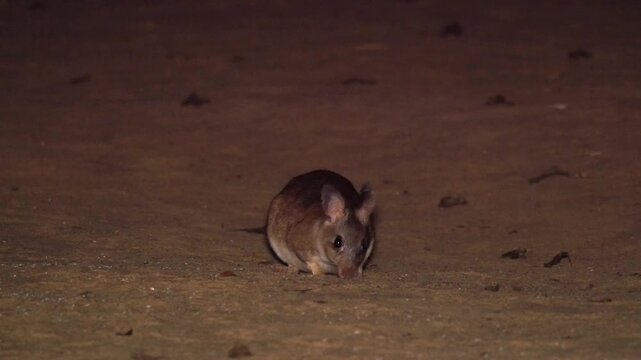 Gigant jumping rat at night, searching for food and straighten up, close 7