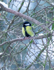 sikorka bogatka na drzewie podczas zimy