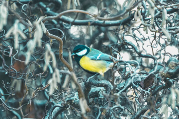 sikorka bogatka na drzewie podczas zimy
