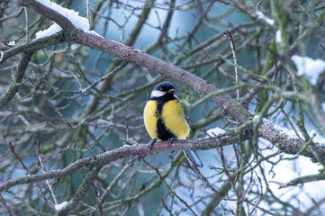 sikorka bogatka na drzewie podczas zimy