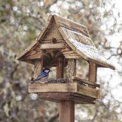 sikorki i inne ptaki przy karmniku w kształcie domku