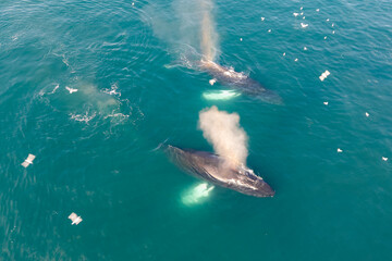 Naklejka premium A captivating aerial view from a drone shows a majestic humpback whales gracefully swimming through the clear, deep blue ocean