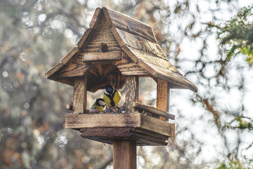 sikorki i inne ptaki przy karmniku w kształcie domku