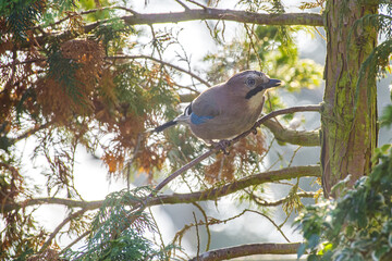 sójka na gałęzi drzewa w ogrodzie © Henryk Niestrój