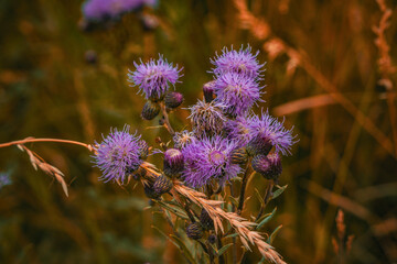 Purple thistle flowers in soft golden light