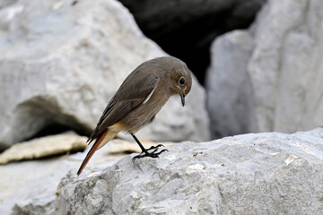Black redstart // Hausrotschwanz (Phoenicurus ochruros)