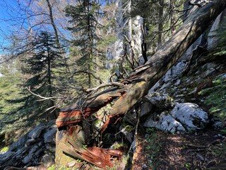 Strict nature reserve White rocks (Croatia) - Strenges Naturschutzgebiet Bijele Stijene (Kroatien) - Strogi rezervat prirode Bijele stijene, Ogulin (Gorski kotar, Hrvatska)