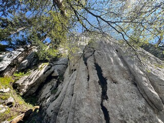Strict nature reserve White rocks (Croatia) - Strenges Naturschutzgebiet Bijele Stijene (Kroatien) - Strogi rezervat prirode Bijele stijene, Ogulin (Gorski kotar, Hrvatska)