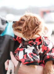 Cavalier King Charles Spaniel, young dog sits in the arms of his owner and looks at her