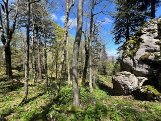 Strict nature reserve White rocks (Croatia) - Strenges Naturschutzgebiet Bijele Stijene (Kroatien) - Strogi rezervat prirode Bijele stijene, Ogulin (Gorski kotar, Hrvatska)