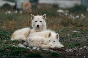 A powerful and soulful portrait of a Greenlandic sled dog, capturing the deep character and resilience of this ancient breed