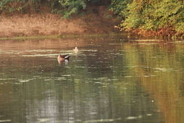Environment of a Lake