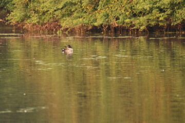 Environment of a Lake