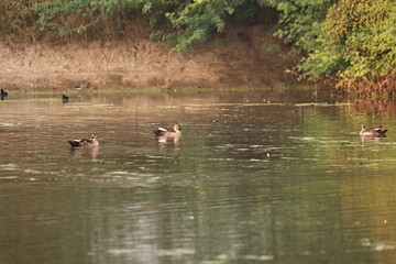 Environment of a Lake