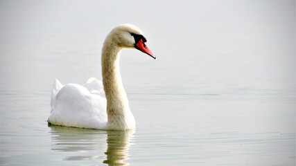 Obraz premium Graceful swan floating on calm lake